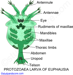 Crustaceae larvae, Nauplius larva, Metanauplius larva, Cypris larva, Protozoaea larva, Zoaea larva, Mysis larva, Megalopa larva, Phyllosoma larva, Alima larva